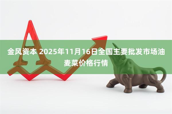 金风资本 2025年11月16日全国主要批发市场油麦菜价格行情
